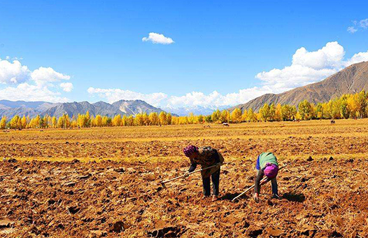 農村土地調查 農村土地調查